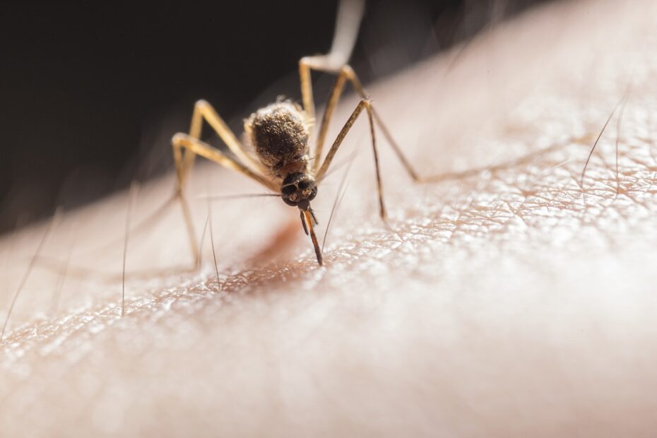 Parasite Mosquito Biting on Skin
