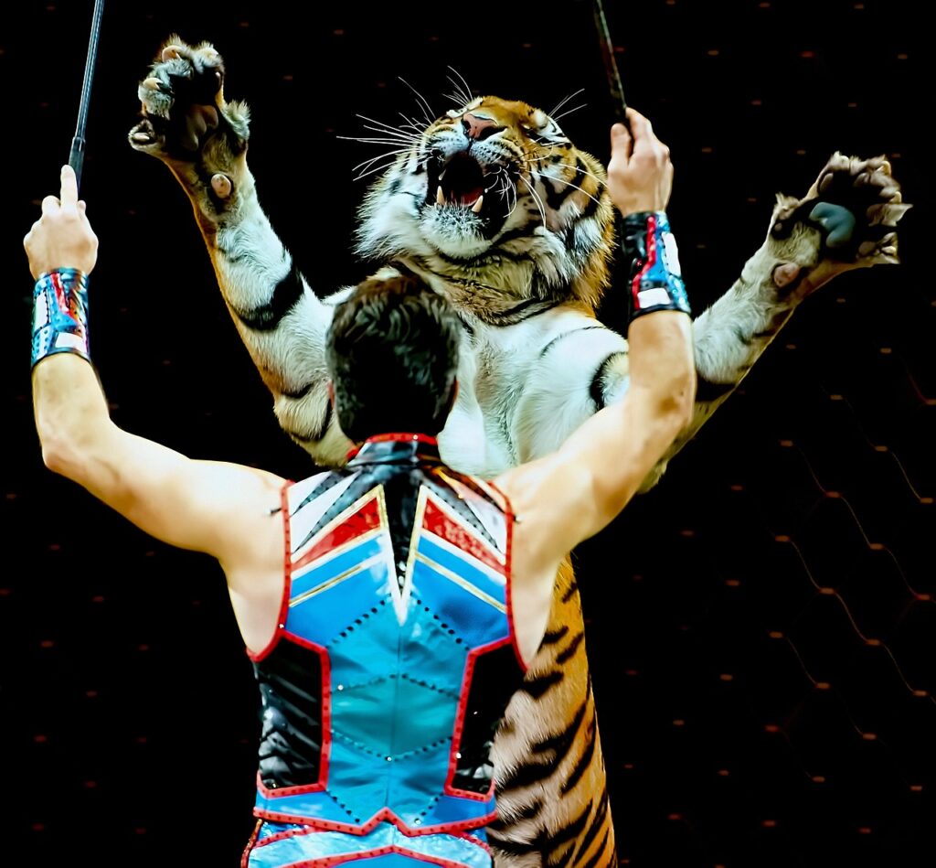 circus, entertainment, tiger